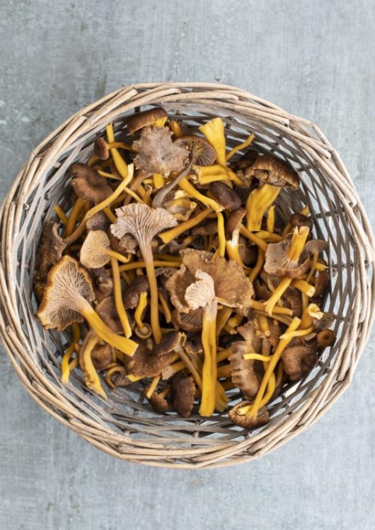 Suppilovahverococktailpalat