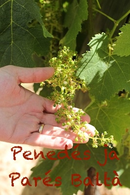 Parés Baltà – Penedèksen luomuhelmi