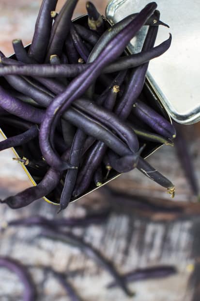 Paistetut liilat pavut