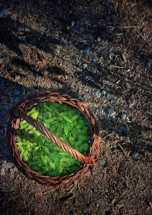 Pikkelöidyt kuusenkerkät