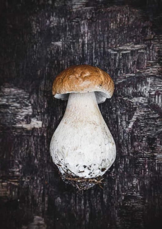 Mäntyharjun herkkutattirisotto