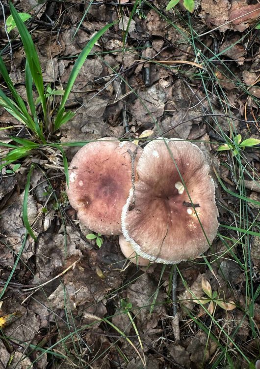 Friteeratut palterohaperon lakit